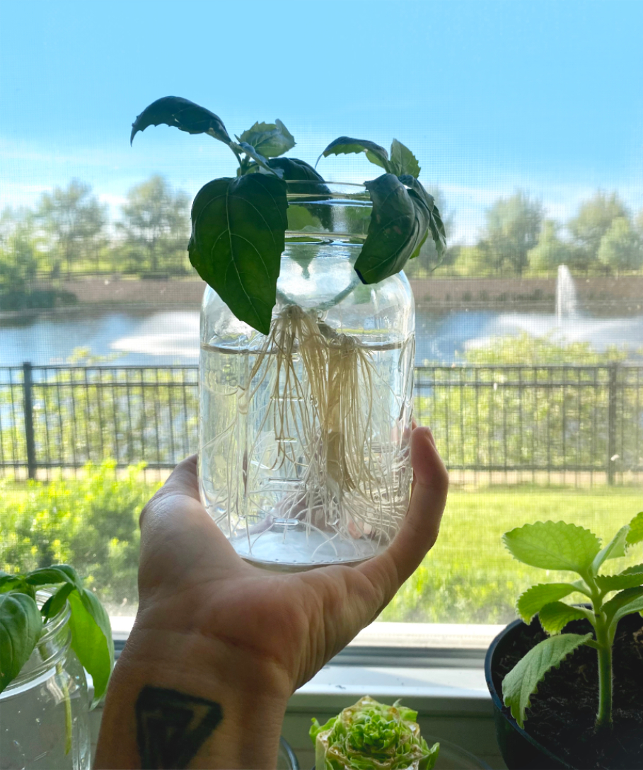 Bryancis holding plant
