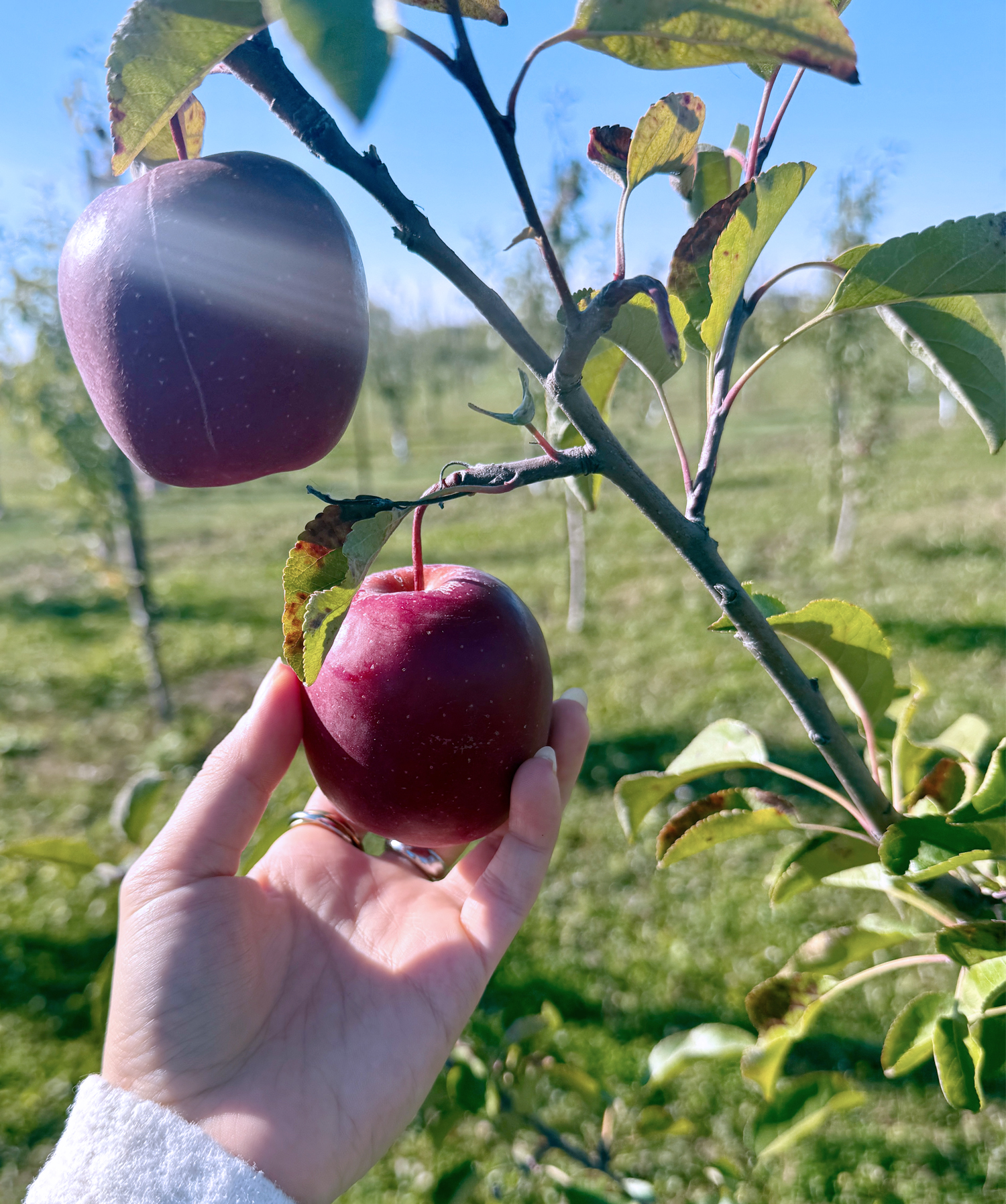 Dr. Bryancis holding vegies